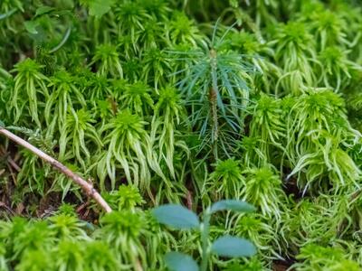 sphagnum girgensohnii habitus