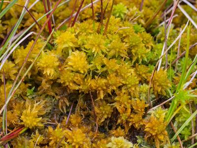 sphagnum inundatum