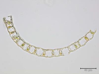 sphagnum inundatum astblatt quer