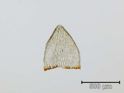 sphagnum inundatum stammblatt