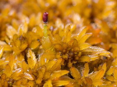 sphagnum lindbergii detail