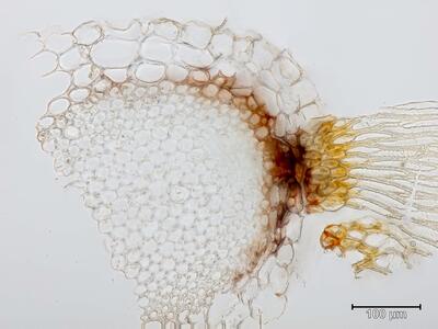 sphagnum lindbergii stamm quer