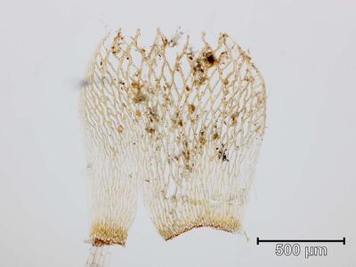 sphagnum lindbergii stammblatt