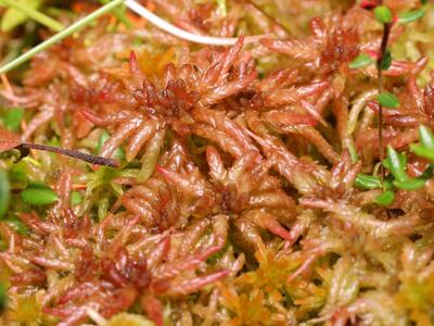 sphagnum magellanicum