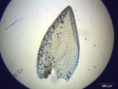 sphagnum magellanicum astblatt