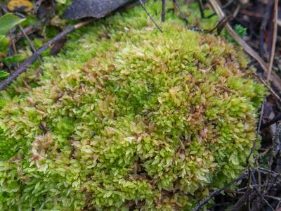 sphagnum molle