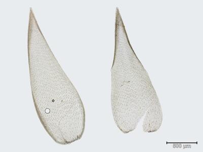 sphagnum obtusum astblatt