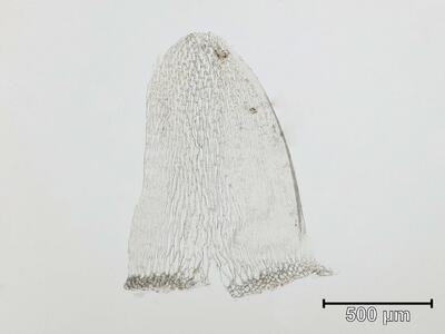 sphagnum obtusum stammblatt