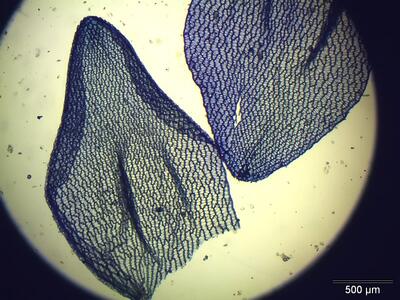 sphagnum palustre astblatt