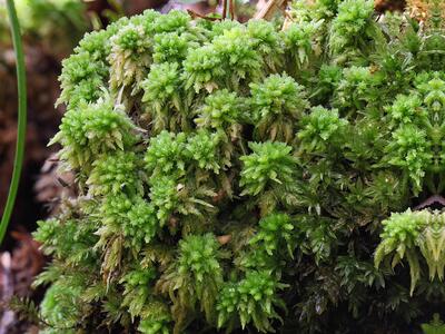 sphagnum palustre f compactum