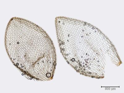 sphagnum papillosum astblatt