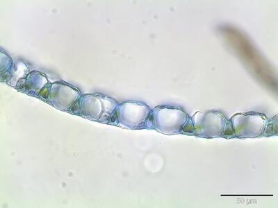 sphagnum riparium astblatt querschnitt