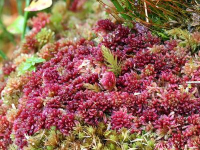 sphagnum rubellum