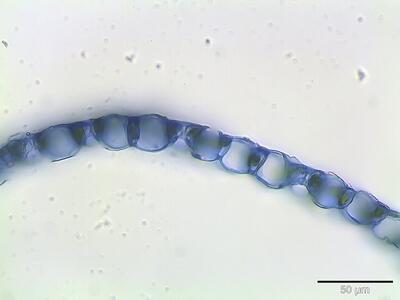 sphagnum squarrosum astblatt querschnitt