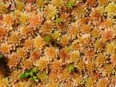 sphagnum subnitens