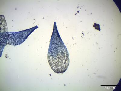 sphagnum subnitens astblatt