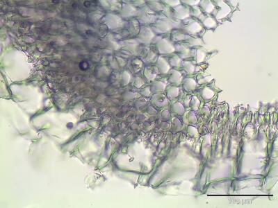 sphagnum subnitens stamm querschnitt