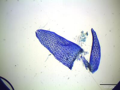 sphagnum subnitens stammblatt