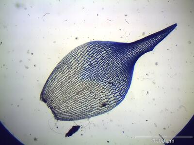 sphagnum subsecundum astblatt