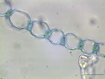 sphagnum subsecundum astblatt querschnitt