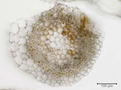 sphagnum tenellum stamm querschnitt