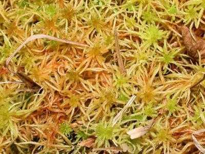 sphagnum teres