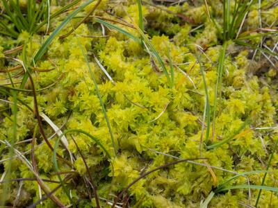 sphagnum viride