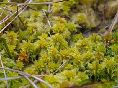 sphagnum viride detail