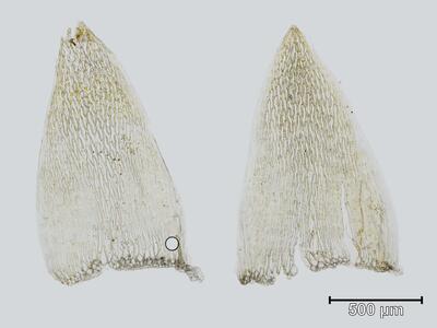 sphagnum viride stammblatt