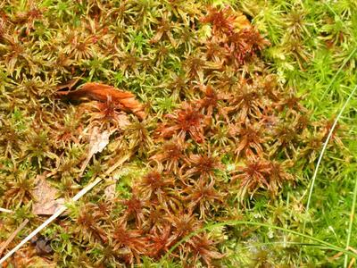 sphagnum warnstorfii