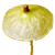 Splachnaceae