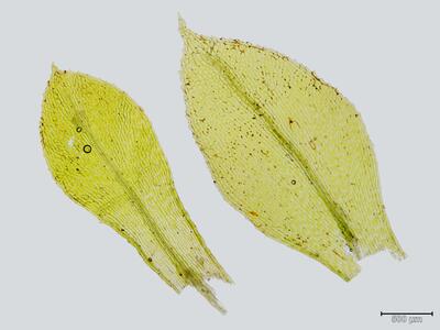 tayloria tenuis blatt