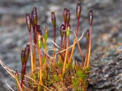 tetraplodon mnioides