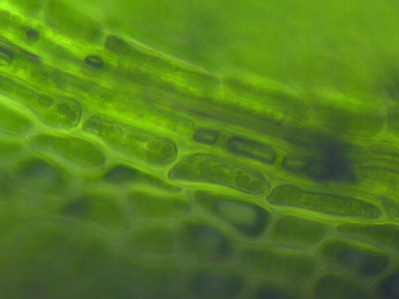 Протонема мха зеленая нить