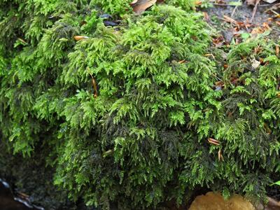 thamnobryum alopecurum