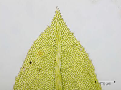 thamnobryum maderense blattspitze