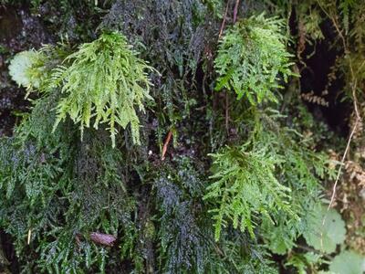 thamnobryum maderense detail