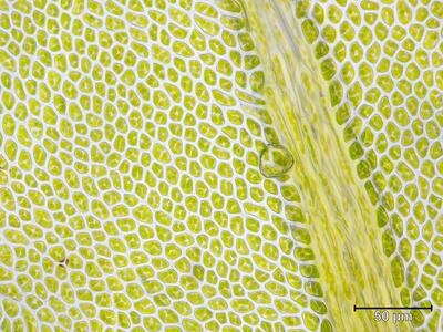 thamnobryum maderense zellen