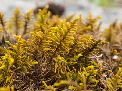 abietinella abietina