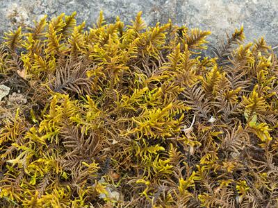 abietinella abietina habitus