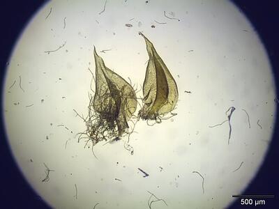 helodium blandowii astblatt