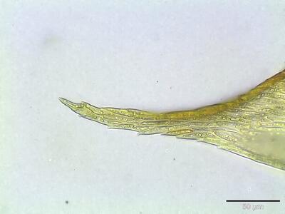 helodium blandowii astblatt spitze