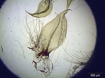 helodium blandowii stammblatt