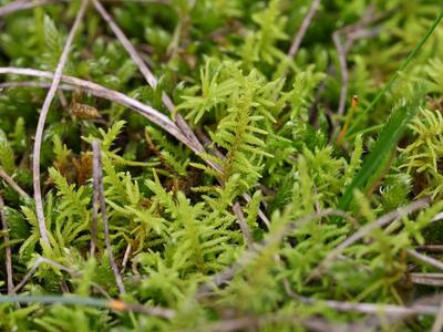 thuidium abietinum detail