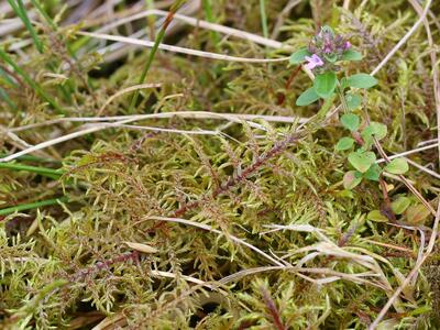 thuidium delicatulum