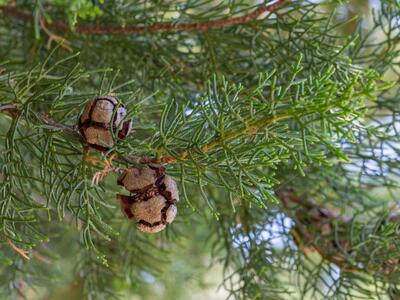 cupressus sempervirens