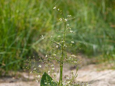 alisma plantago-aquatica