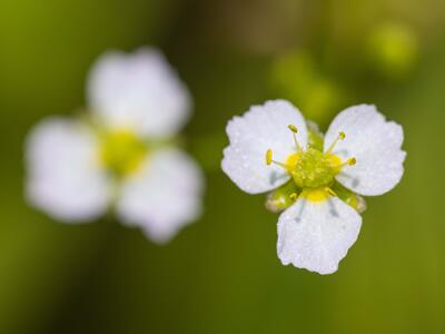 alisma plantago-aquatica bluete
