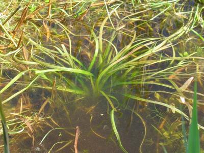 baldellia ranunculoides