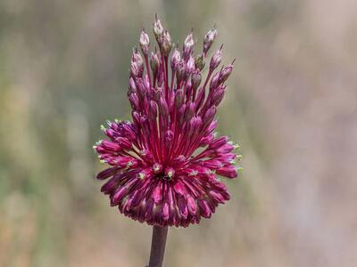 allium amethystinum